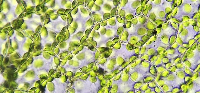 Fotosentez, dünyadaki yaşamın yeşil motoru